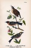 Vintage Birds: Wrens and Warblers, Plate 73-Piddix-Art Print