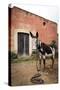 Piebald Donkey Outside a Building. Pozos, Mexico-Julien McRoberts-Stretched Canvas