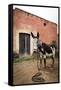 Piebald Donkey Outside a Building. Pozos, Mexico-Julien McRoberts-Framed Stretched Canvas
