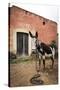 Piebald Donkey Outside a Building. Pozos, Mexico-Julien McRoberts-Stretched Canvas