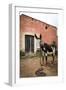 Piebald Donkey Outside a Building. Pozos, Mexico-Julien McRoberts-Framed Photographic Print