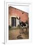 Piebald Donkey Outside a Building. Pozos, Mexico-Julien McRoberts-Framed Photographic Print