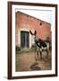 Piebald Donkey Outside a Building. Pozos, Mexico-Julien McRoberts-Framed Photographic Print