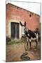 Piebald Donkey Outside a Building. Pozos, Mexico-Julien McRoberts-Mounted Photographic Print