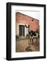 Piebald Donkey Outside a Building. Pozos, Mexico-Julien McRoberts-Framed Photographic Print