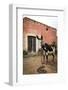 Piebald Donkey Outside a Building. Pozos, Mexico-Julien McRoberts-Framed Photographic Print