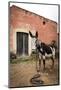 Piebald Donkey Outside a Building. Pozos, Mexico-Julien McRoberts-Mounted Photographic Print