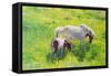 Piebald horse and foal-William Ireland-Framed Stretched Canvas