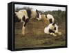 Piebald Welsh Ponies around a Bale of Hay, Lydstep Point, Pembrokeshire, Wales, United Kingdom-Pearl Bucknall-Framed Stretched Canvas