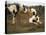 Piebald Welsh Ponies around a Bale of Hay, Lydstep Point, Pembrokeshire, Wales, United Kingdom-Pearl Bucknall-Stretched Canvas