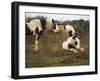 Piebald Welsh Ponies around a Bale of Hay, Lydstep Point, Pembrokeshire, Wales, United Kingdom-Pearl Bucknall-Framed Photographic Print