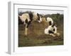 Piebald Welsh Ponies around a Bale of Hay, Lydstep Point, Pembrokeshire, Wales, United Kingdom-Pearl Bucknall-Framed Photographic Print