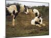 Piebald Welsh Ponies around a Bale of Hay, Lydstep Point, Pembrokeshire, Wales, United Kingdom-Pearl Bucknall-Mounted Photographic Print