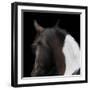 Piebald-Ray Hartl-Framed Giclee Print