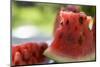 Pieces of Watermelon-Foodcollection-Mounted Photographic Print