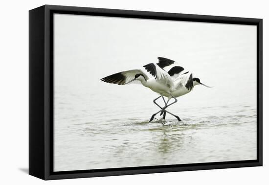 Pied Avocet 2 Birds Fighting over Territory-null-Framed Stretched Canvas