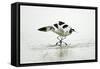 Pied Avocet 2 Birds Fighting over Territory-null-Framed Stretched Canvas