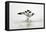 Pied Avocet 2 Birds Fighting over Territory-null-Framed Stretched Canvas