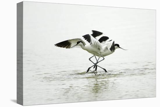 Pied Avocet 2 Birds Fighting over Territory-null-Stretched Canvas