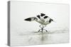 Pied Avocet 2 Birds Fighting over Territory-null-Stretched Canvas