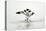 Pied Avocet 2 Birds Fighting over Territory-null-Stretched Canvas