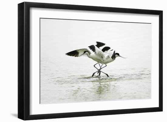 Pied Avocet 2 Birds Fighting over Territory-null-Framed Premium Photographic Print