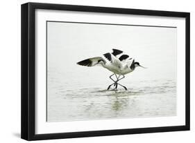 Pied Avocet 2 Birds Fighting over Territory-null-Framed Premium Photographic Print