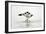 Pied Avocet 2 Birds Fighting over Territory-null-Framed Premium Photographic Print