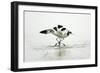 Pied Avocet 2 Birds Fighting over Territory-null-Framed Premium Photographic Print