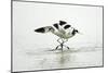 Pied Avocet 2 Birds Fighting over Territory-null-Mounted Premium Photographic Print