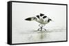 Pied Avocet 2 Birds Fighting over Territory-null-Framed Stretched Canvas