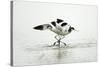 Pied Avocet 2 Birds Fighting over Territory-null-Stretched Canvas