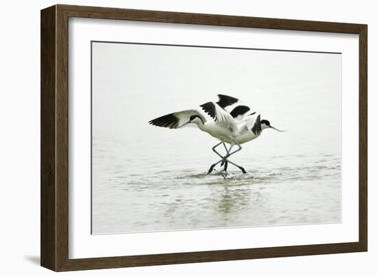 Pied Avocet 2 Birds Fighting over Territory-null-Framed Photographic Print