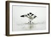 Pied Avocet 2 Birds Fighting over Territory-null-Framed Photographic Print