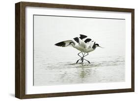 Pied Avocet 2 Birds Fighting over Territory-null-Framed Photographic Print