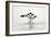 Pied Avocet 2 Birds Fighting over Territory-null-Framed Photographic Print