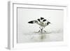 Pied Avocet 2 Birds Fighting over Territory-null-Framed Photographic Print