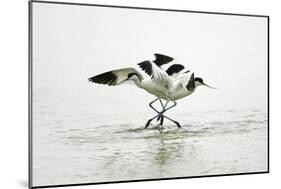 Pied Avocet 2 Birds Fighting over Territory-null-Mounted Photographic Print
