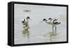 Pied Avocet 3 Adult Birds and 1 Chick-null-Framed Stretched Canvas