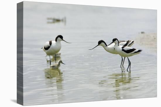 Pied Avocet 3 Adult Birds and 1 Chick-null-Stretched Canvas