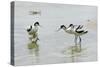 Pied Avocet 3 Adult Birds and 1 Chick-null-Stretched Canvas