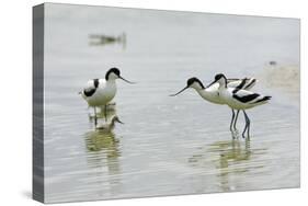 Pied Avocet 3 Adult Birds and 1 Chick-null-Stretched Canvas