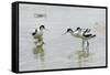 Pied Avocet 3 Adult Birds and 1 Chick-null-Framed Stretched Canvas