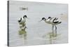 Pied Avocet 3 Adult Birds and 1 Chick-null-Stretched Canvas