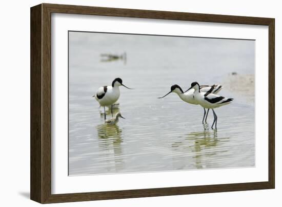 Pied Avocet 3 Adult Birds and 1 Chick-null-Framed Photographic Print