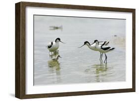 Pied Avocet 3 Adult Birds and 1 Chick-null-Framed Photographic Print