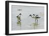 Pied Avocet 3 Adult Birds and 1 Chick-null-Framed Photographic Print