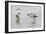 Pied Avocet 3 Adult Birds and 1 Chick-null-Framed Photographic Print