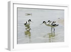 Pied Avocet 3 Adult Birds and 1 Chick-null-Framed Photographic Print