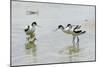 Pied Avocet 3 Adult Birds and 1 Chick-null-Mounted Photographic Print